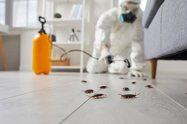 Commercial Kitchen Cockroach Control in Amelia
